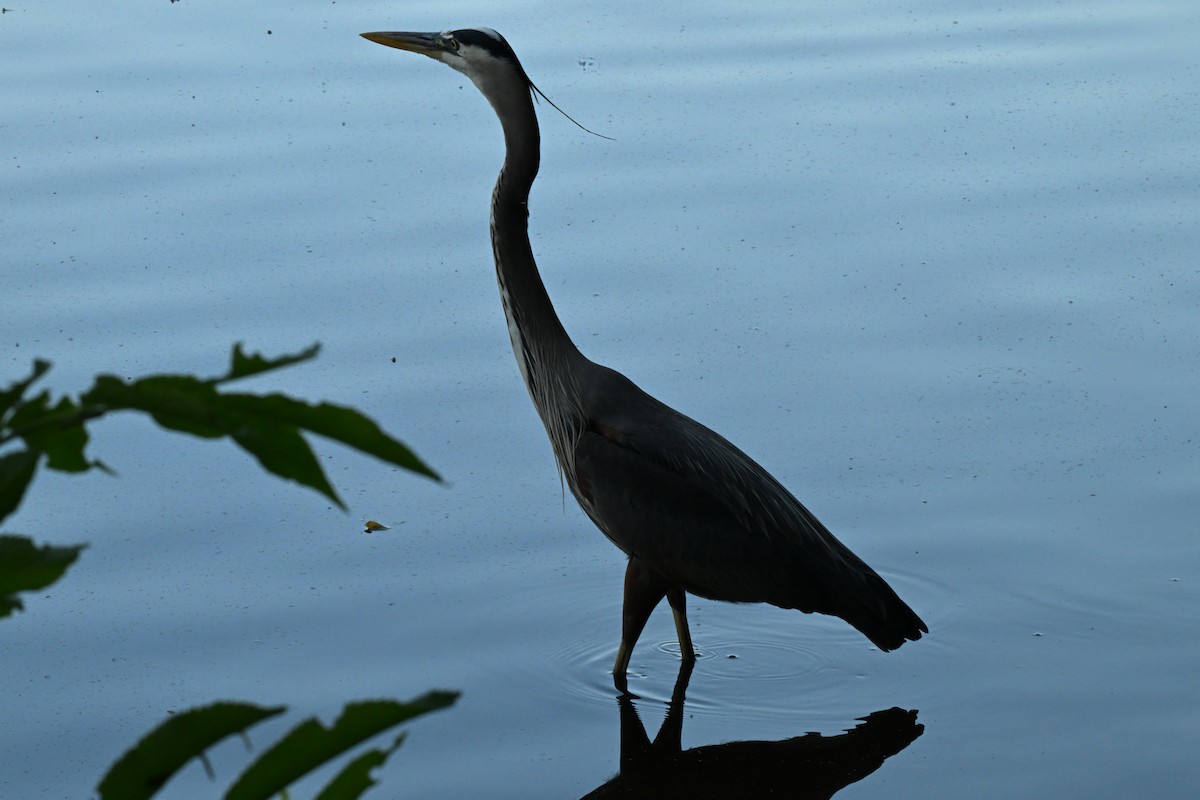 Great Blue Heron - ML657029114