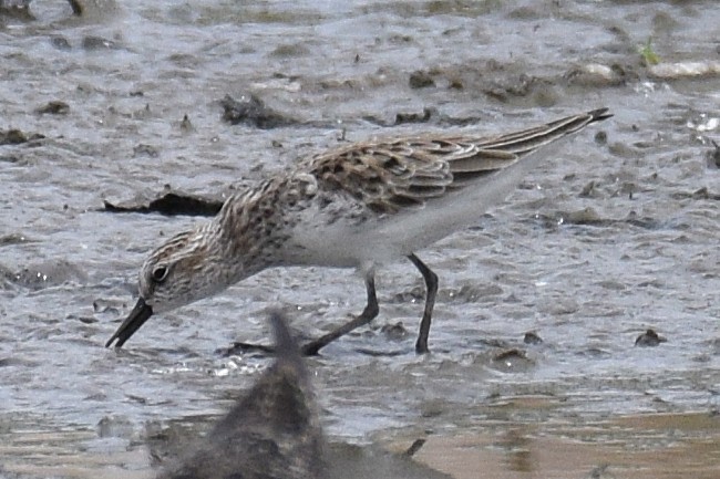 Semipalmated Sandpiper - ML657029115