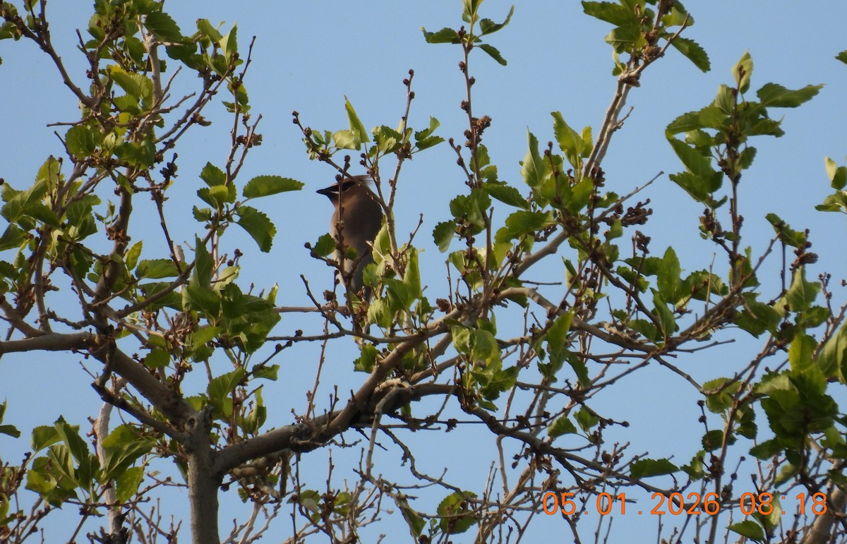 Cedar Waxwing - ML657029207
