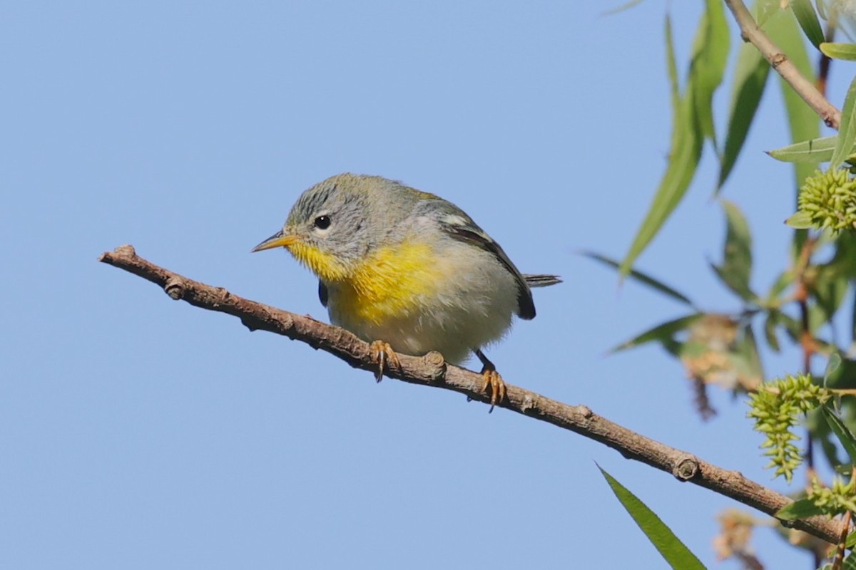 Northern Parula - ML657029299