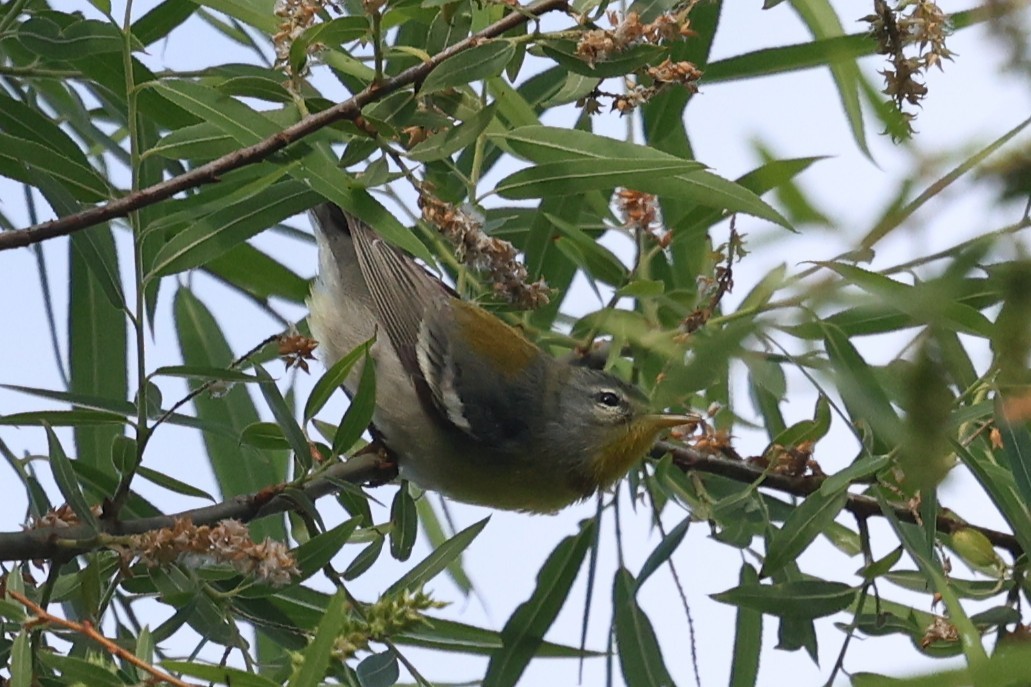 Northern Parula - ML657029334