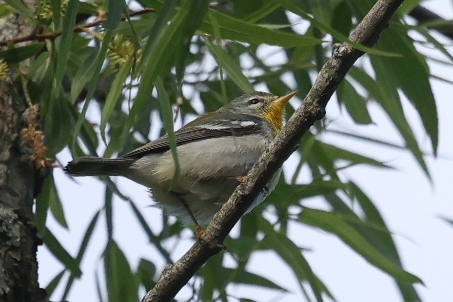Northern Parula - ML657029429
