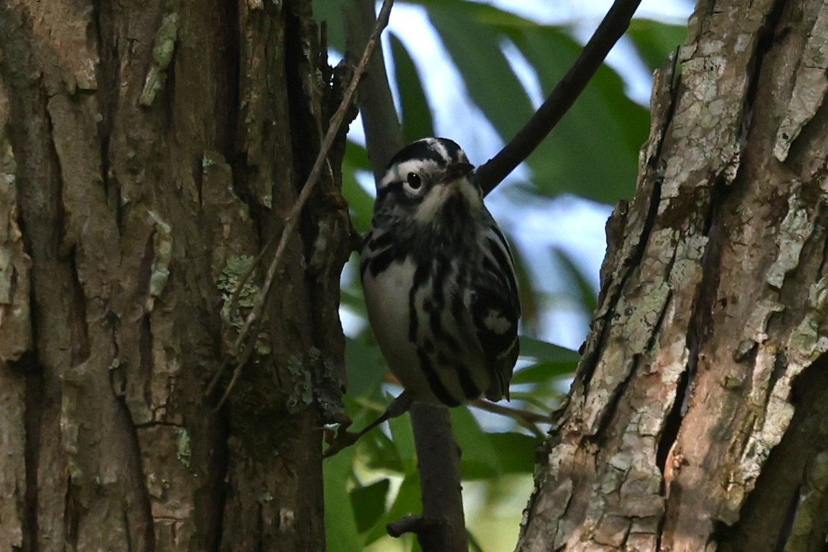 Black-and-white Warbler - ML657029485