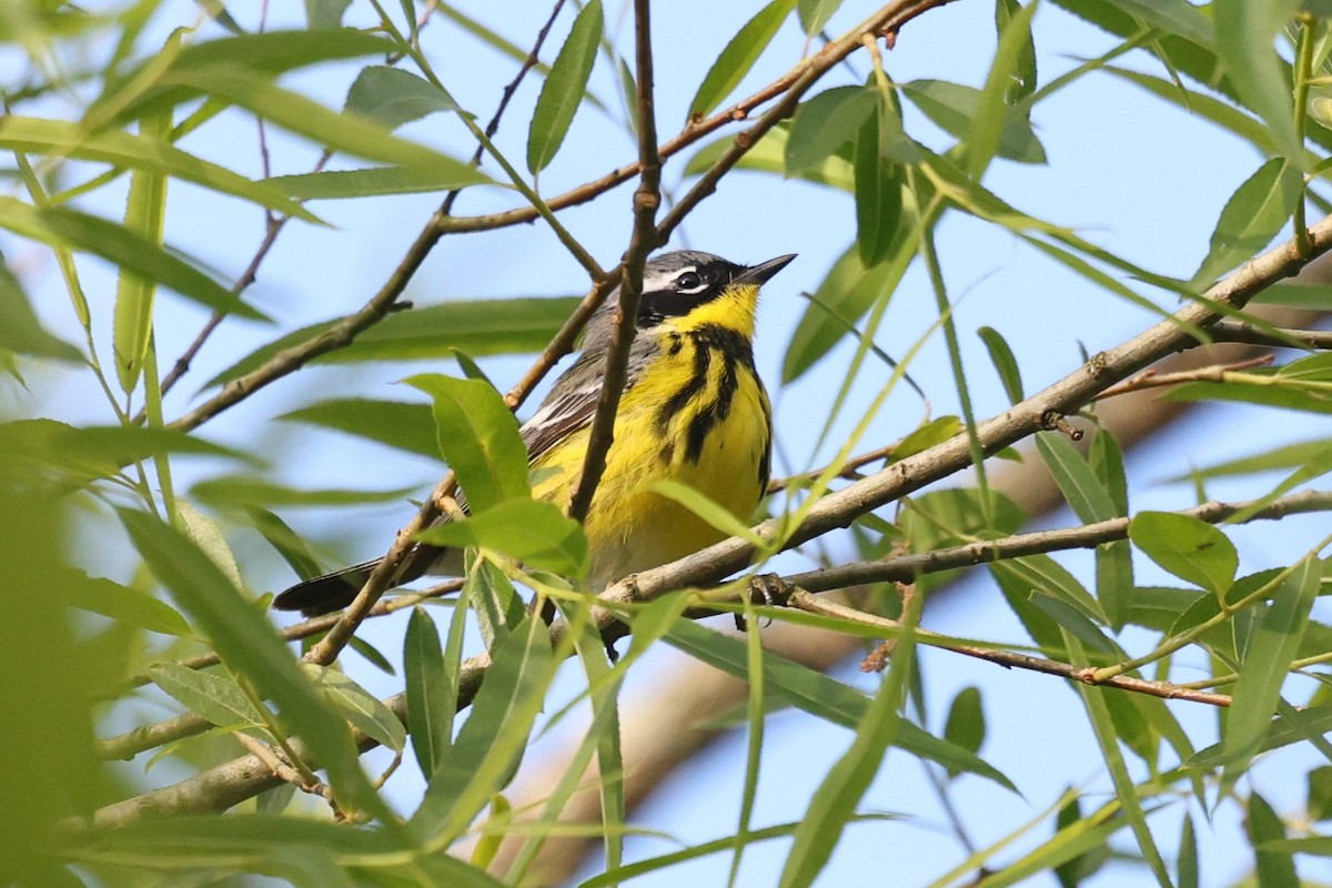 Magnolia Warbler - ML657029597