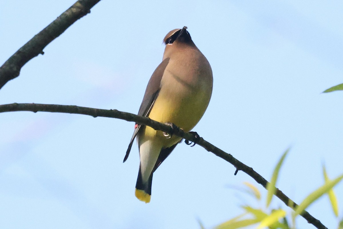 Cedar Waxwing - ML657029848