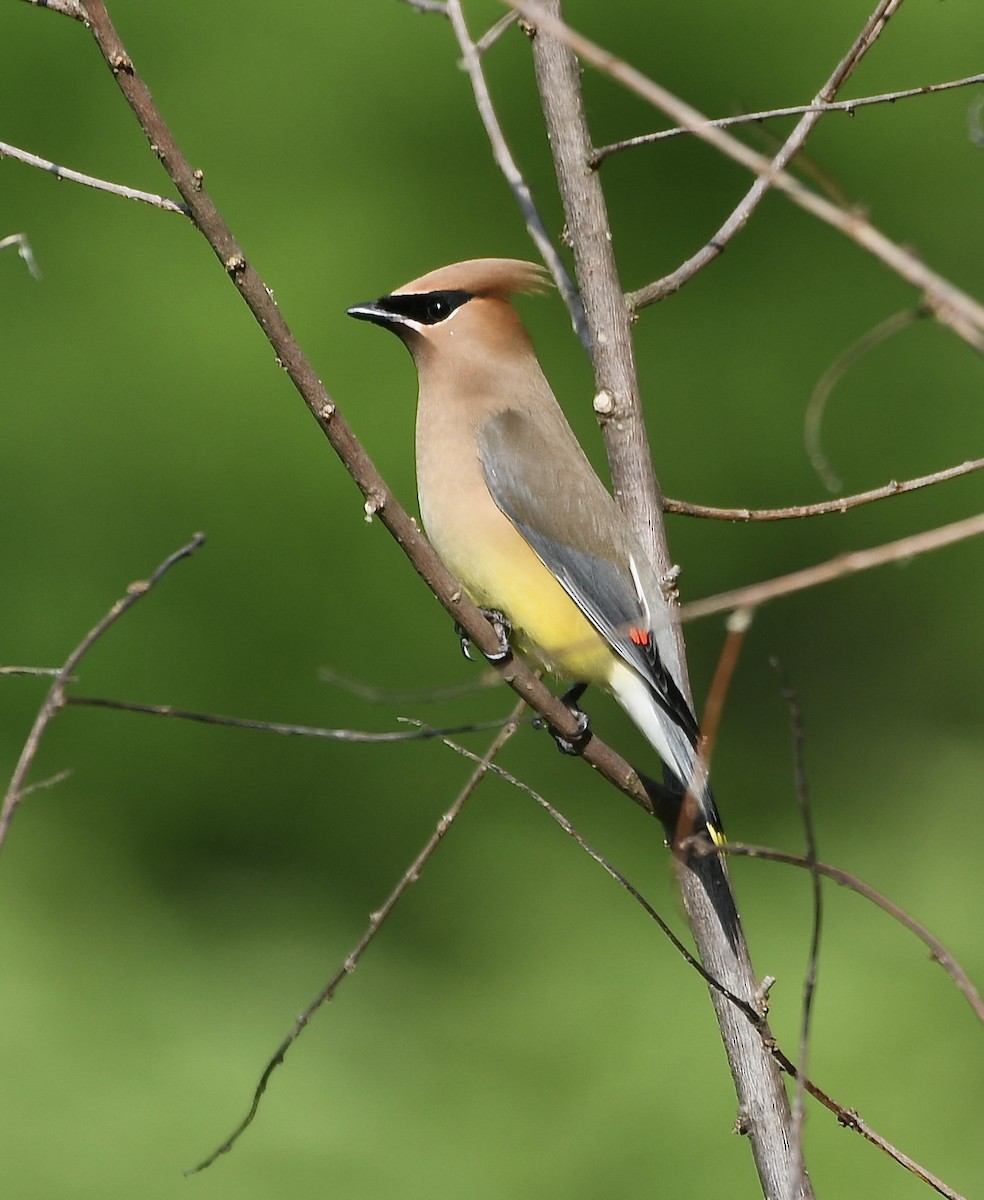 Cedar Waxwing - ML657029908