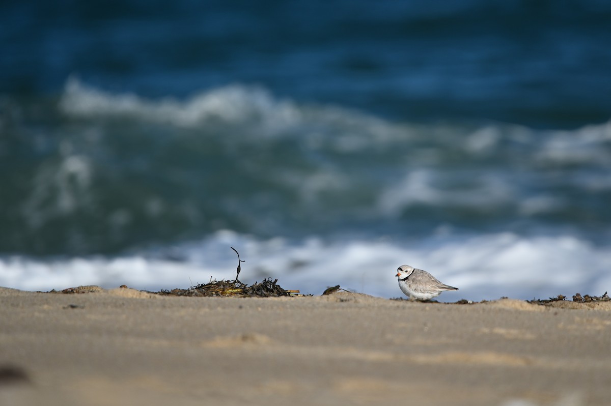 Piping Plover - ML657029941