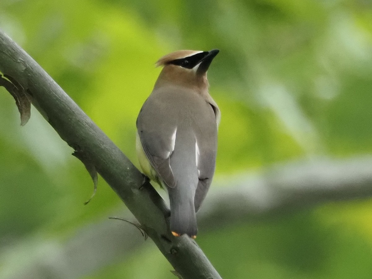 Cedar Waxwing - ML657030172