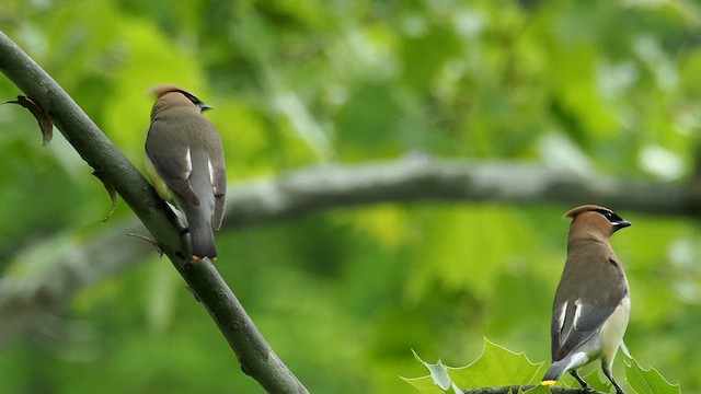 Cedar Waxwing - ML657030234