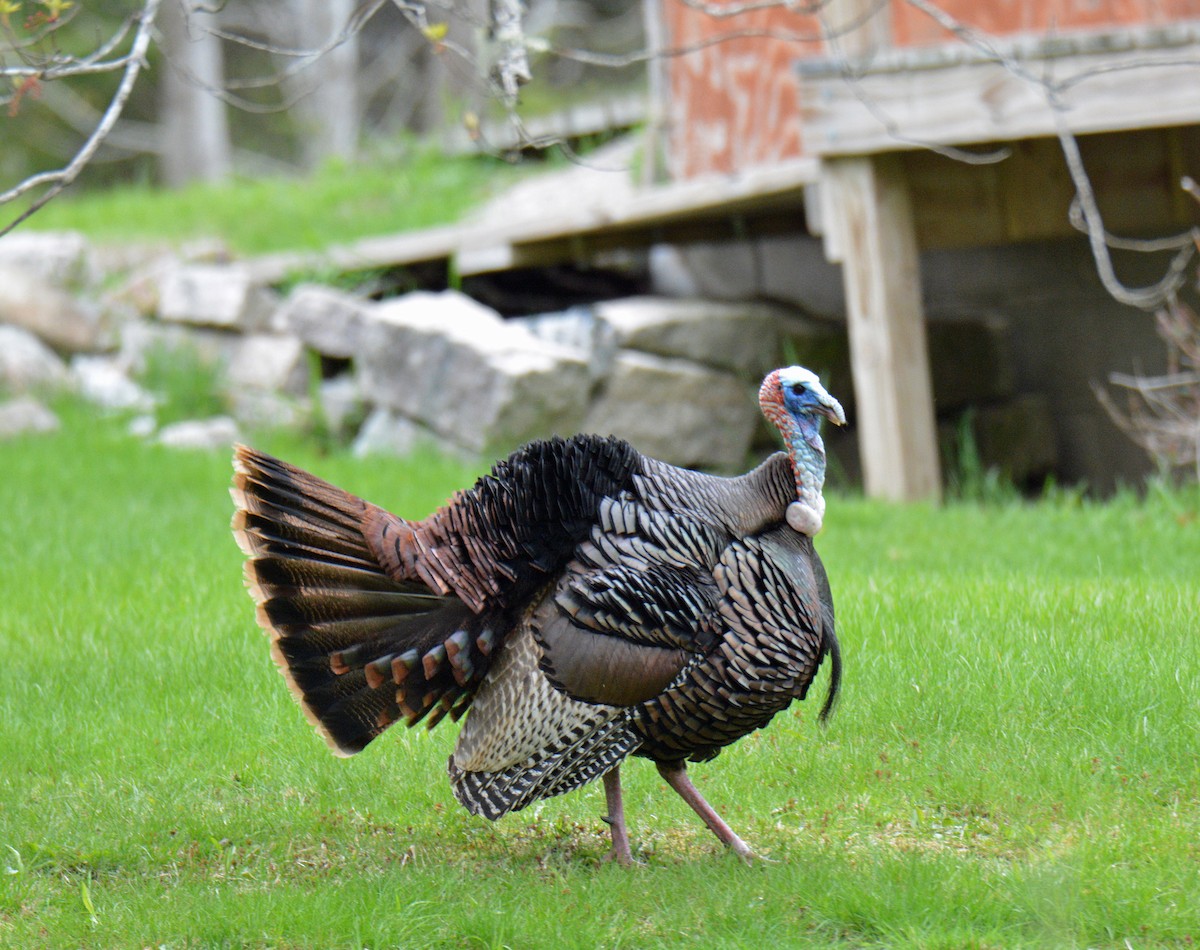 Wild Turkey - ML657030296