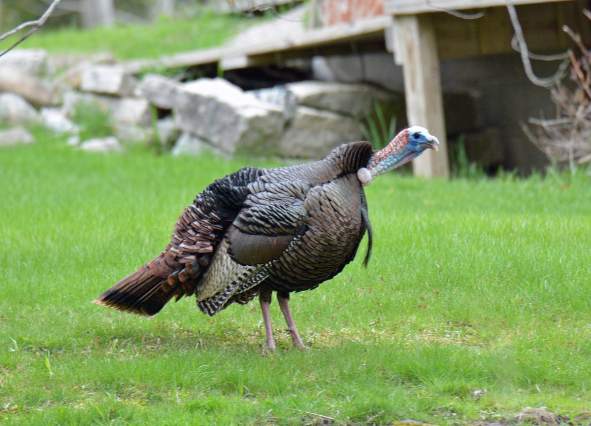 Wild Turkey - ML657030297