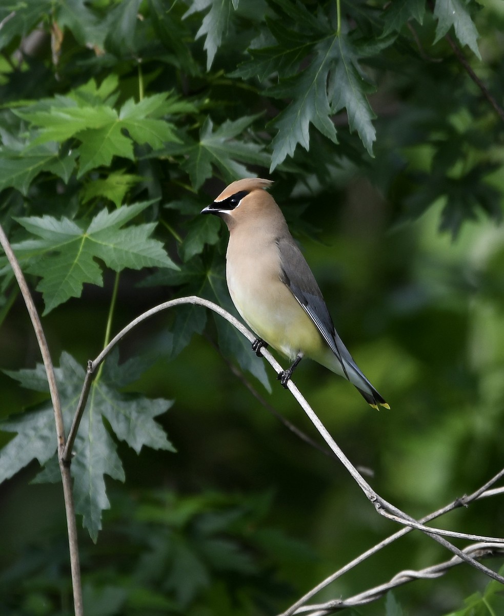 Cedar Waxwing - ML657030301
