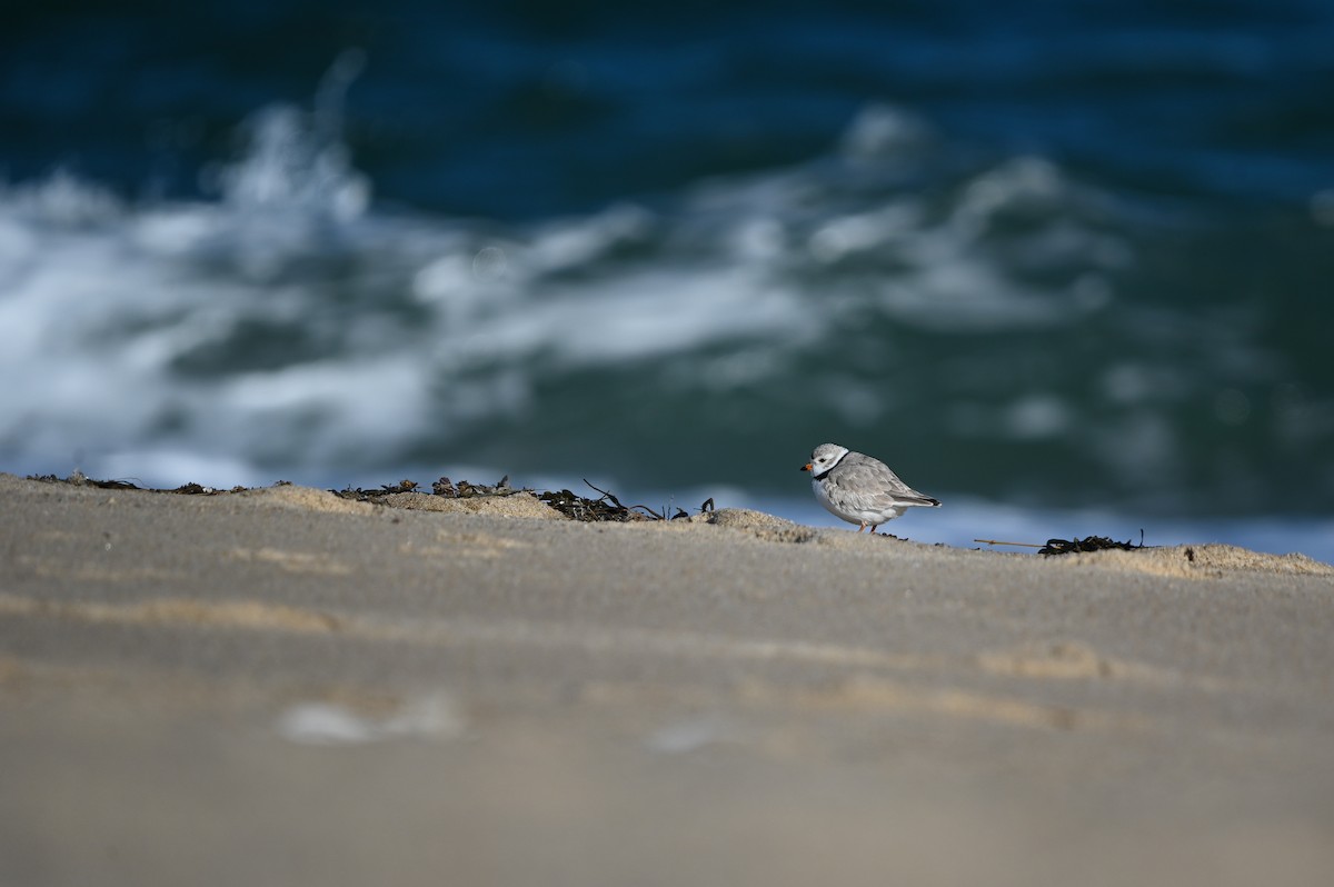 Piping Plover - ML657030361