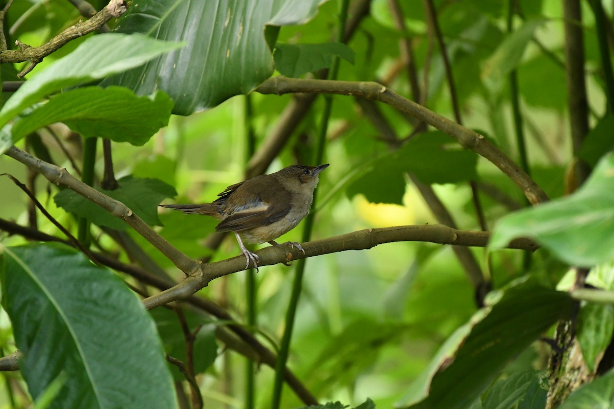 Plain Thornbird - ML657030608