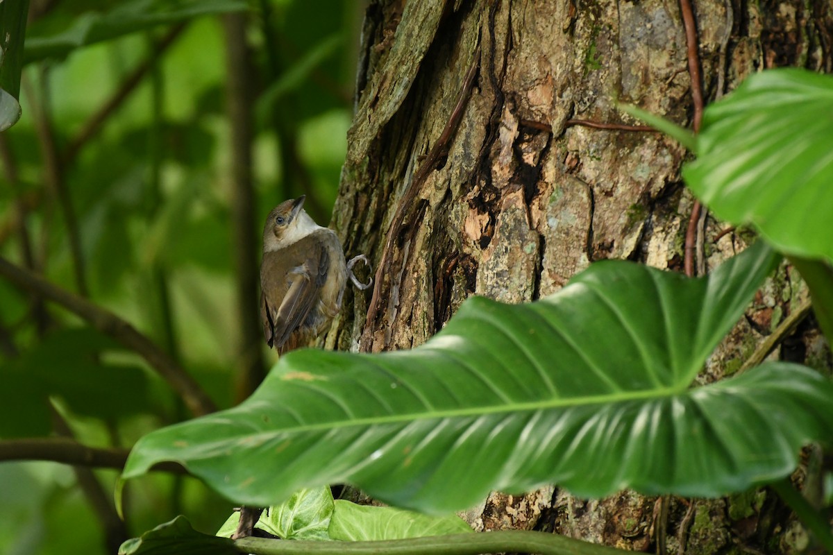 Plain Thornbird - ML657030609
