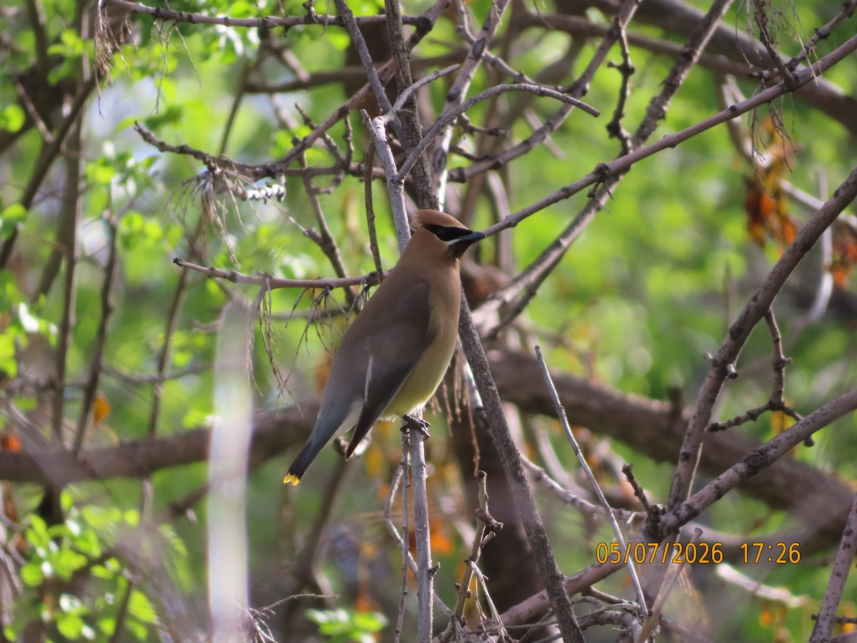 Cedar Waxwing - ML657030790