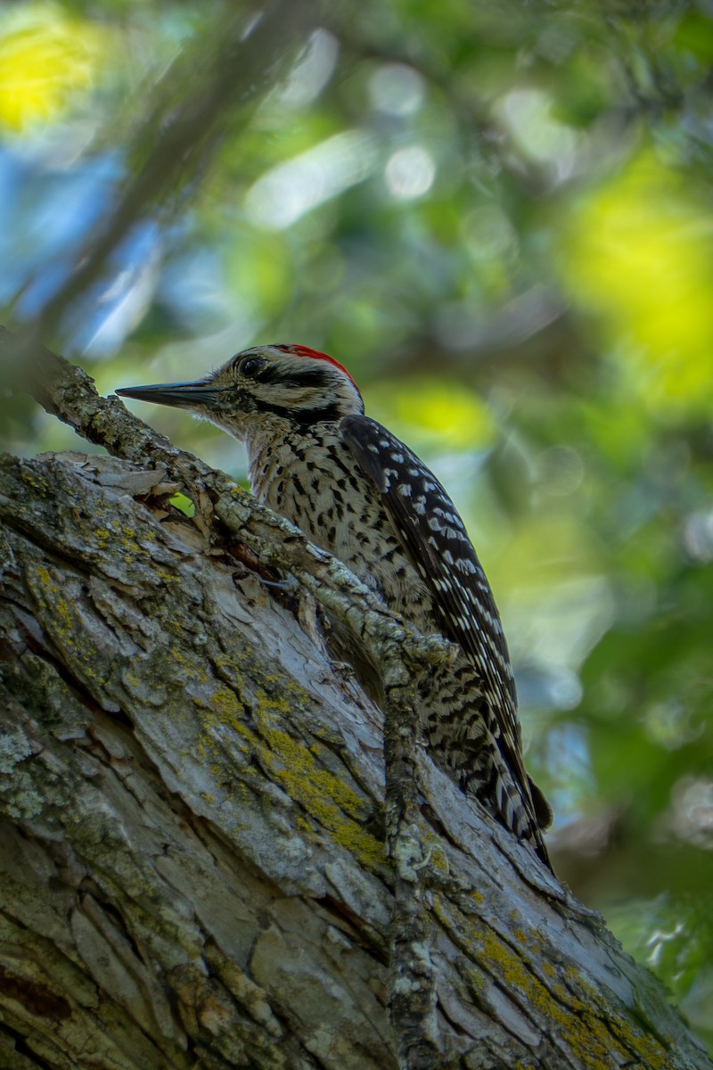 Ladder-backed Woodpecker - ML657031169