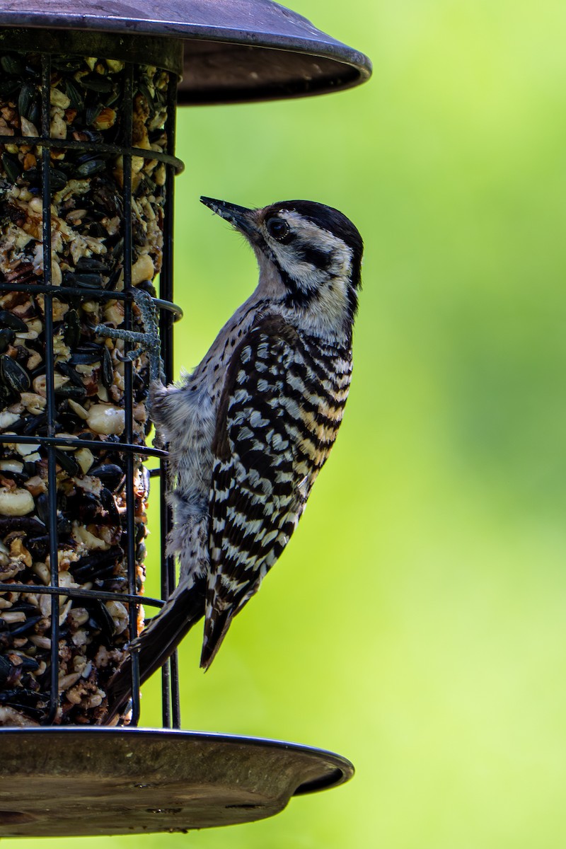 Ladder-backed Woodpecker - ML657031185