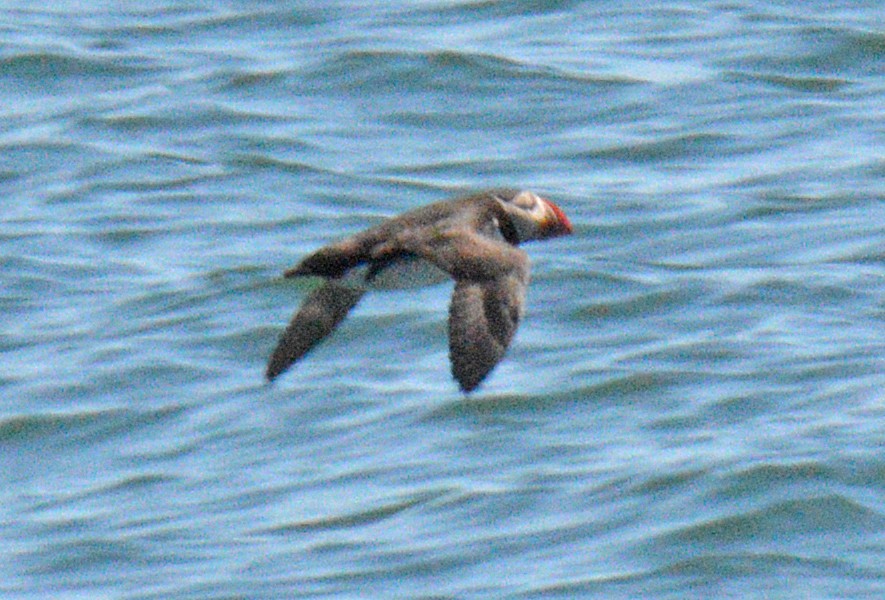 Atlantic Puffin - ML657031189