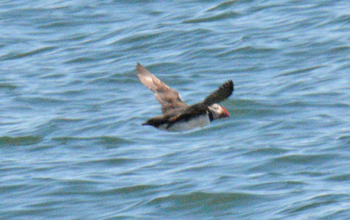 Atlantic Puffin - ML657031190