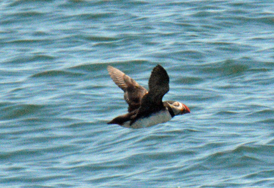 Atlantic Puffin - ML657031191