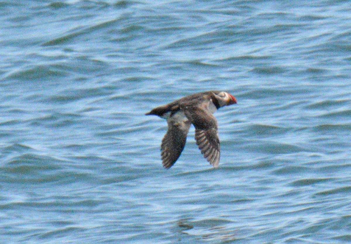 Atlantic Puffin - ML657031192