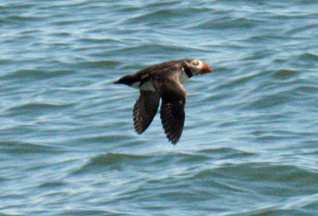 Atlantic Puffin - ML657031193
