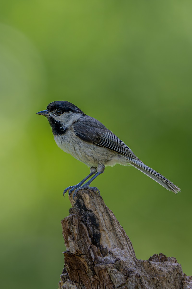 Carolina Chickadee - ML657031196