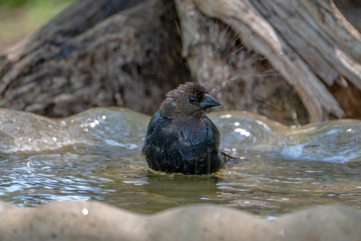 Brown-headed Cowbird - ML657031233