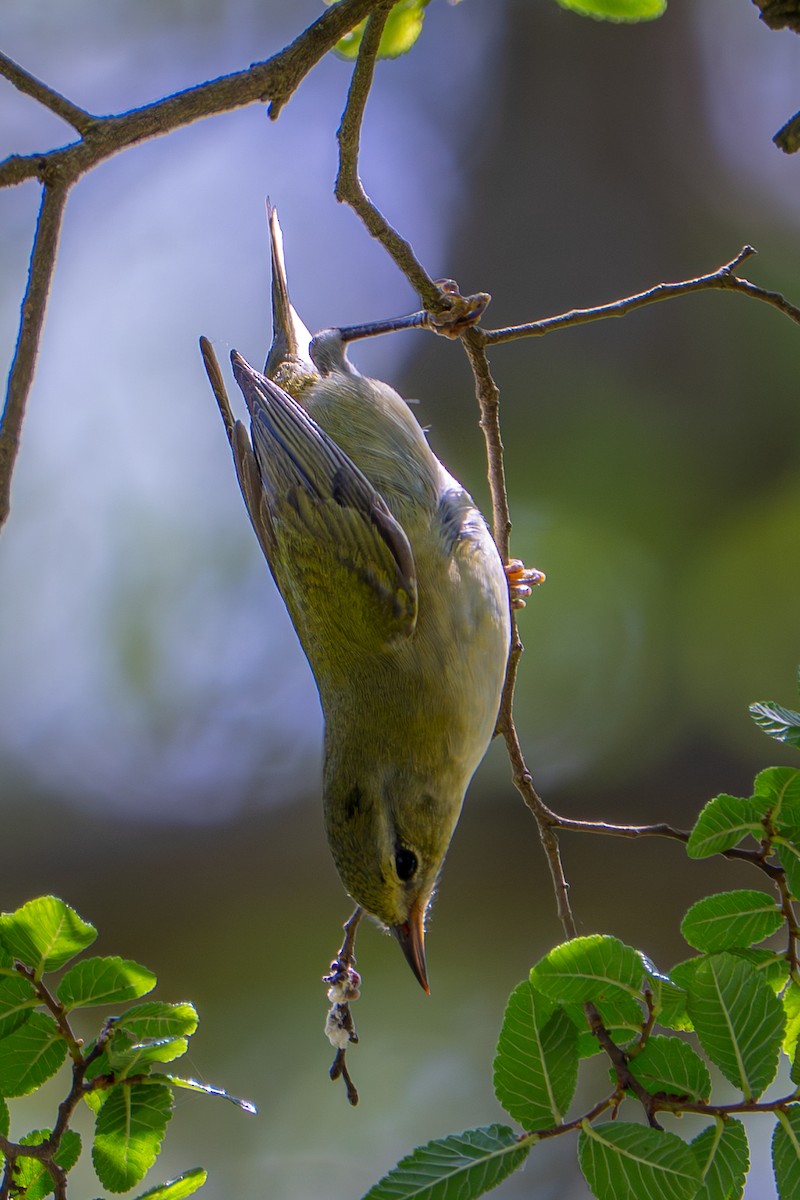 Tennessee Warbler - ML657031255