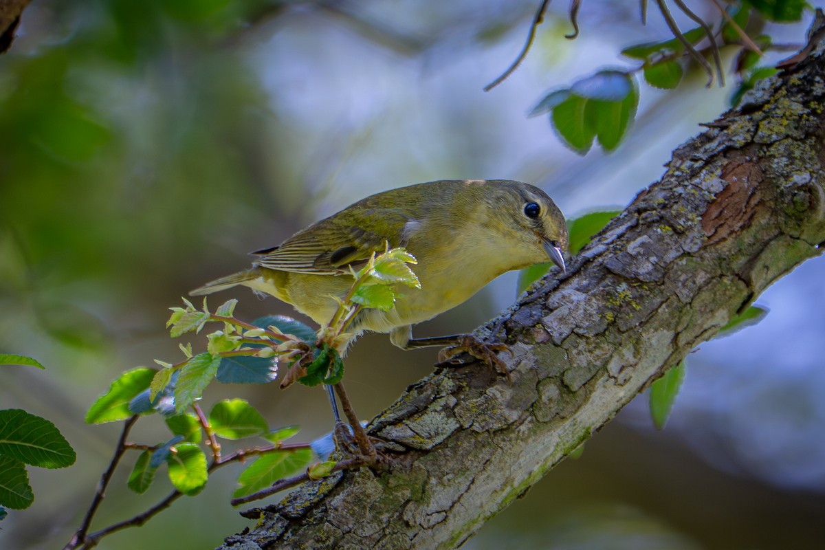 Tennessee Warbler - ML657031271