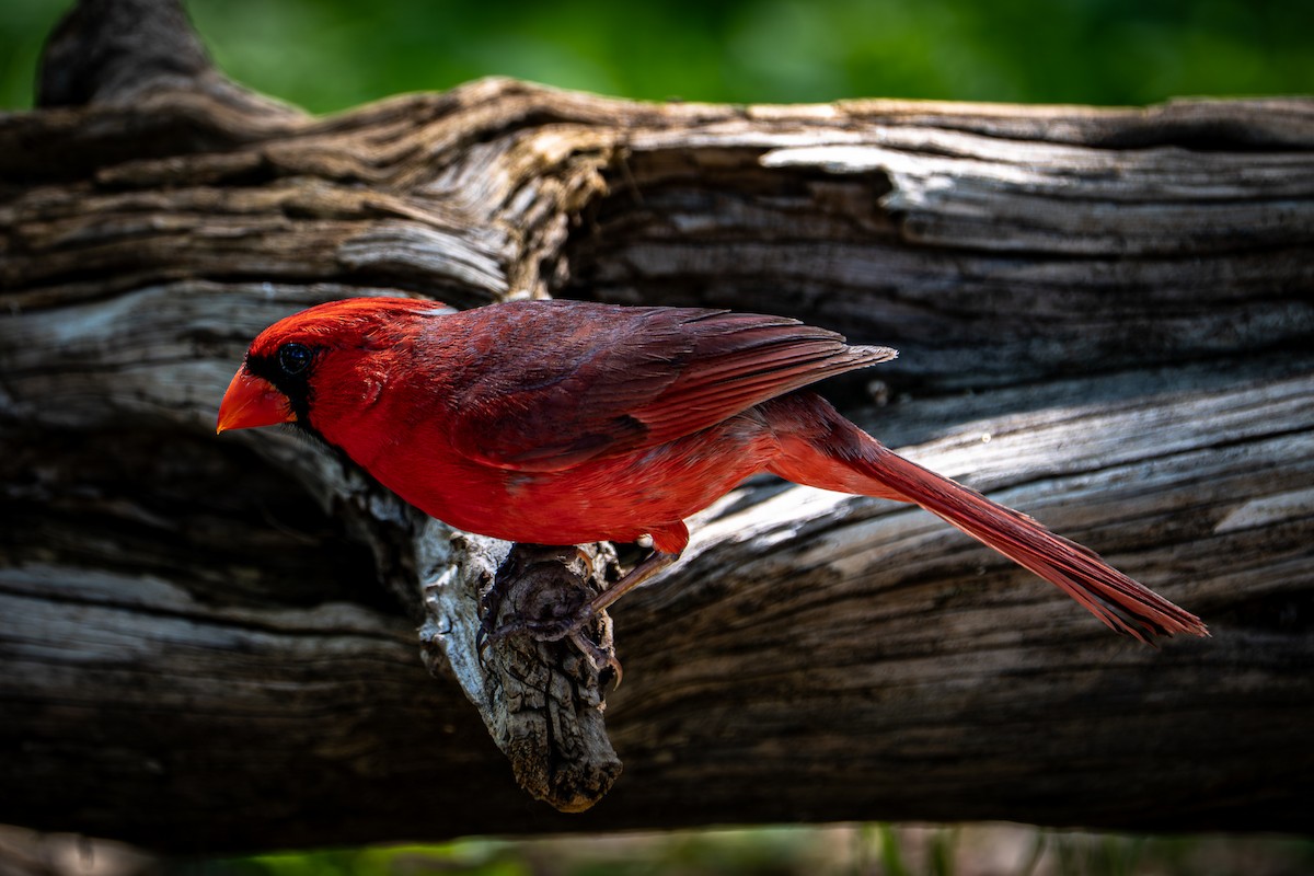 Northern Cardinal - ML657031326
