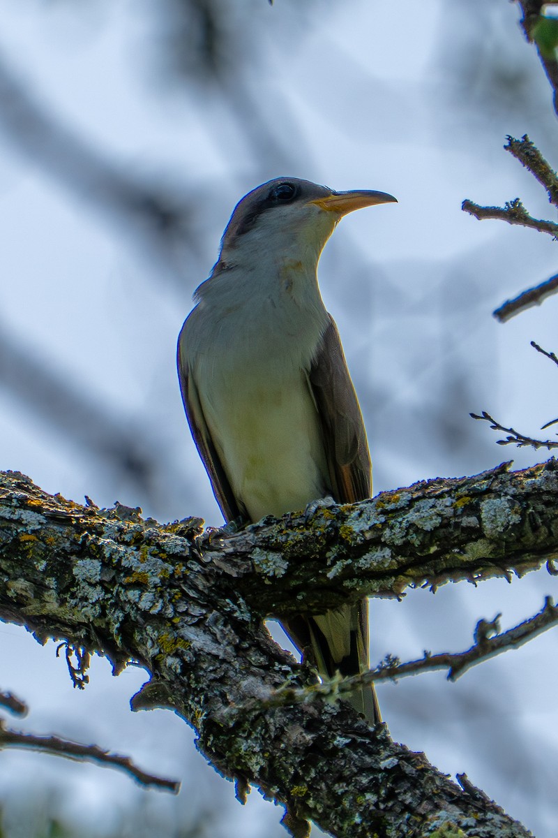 Yellow-billed Cuckoo - ML657031531