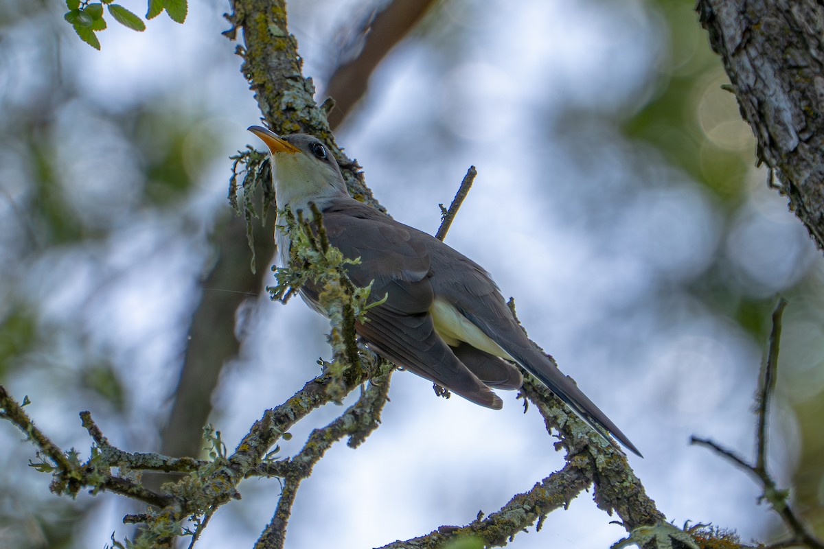 Yellow-billed Cuckoo - ML657031541