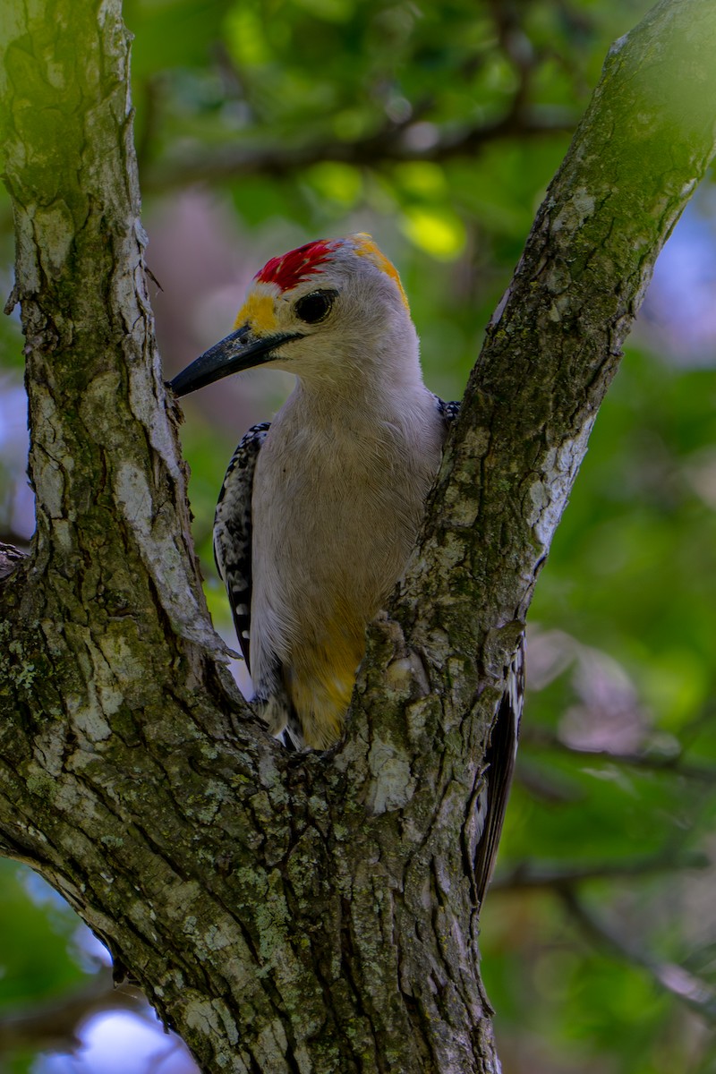 Golden-fronted Woodpecker - ML657031555