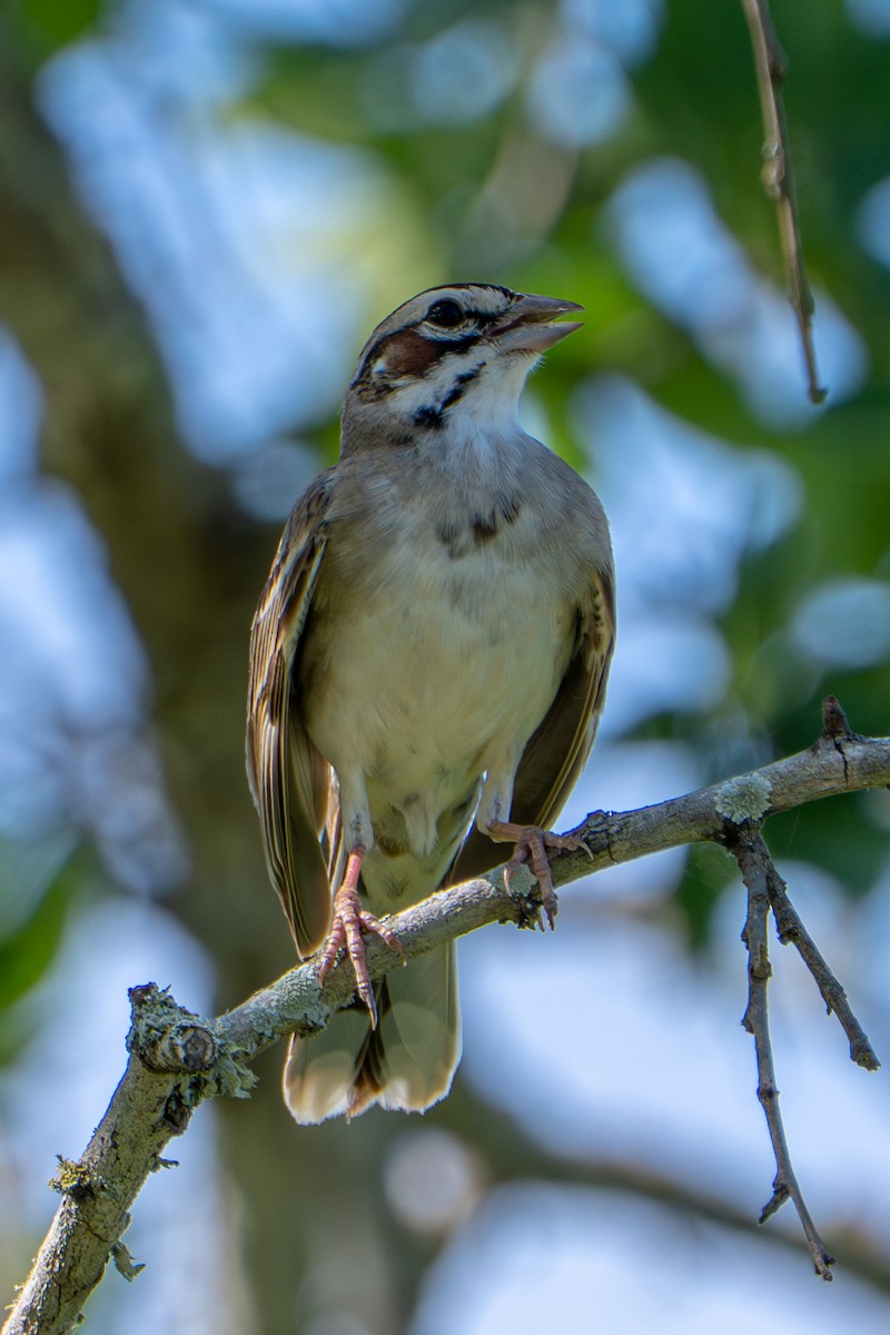 Lark Sparrow - ML657031583