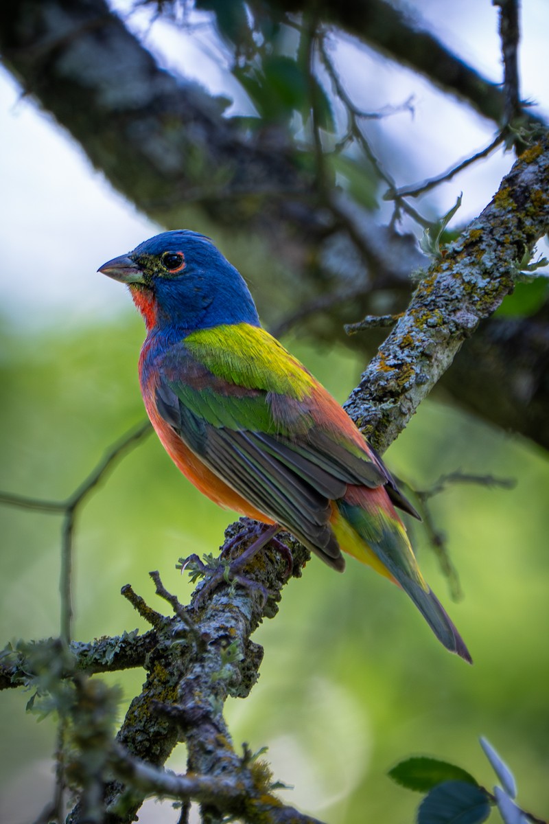 Painted Bunting - ML657031603
