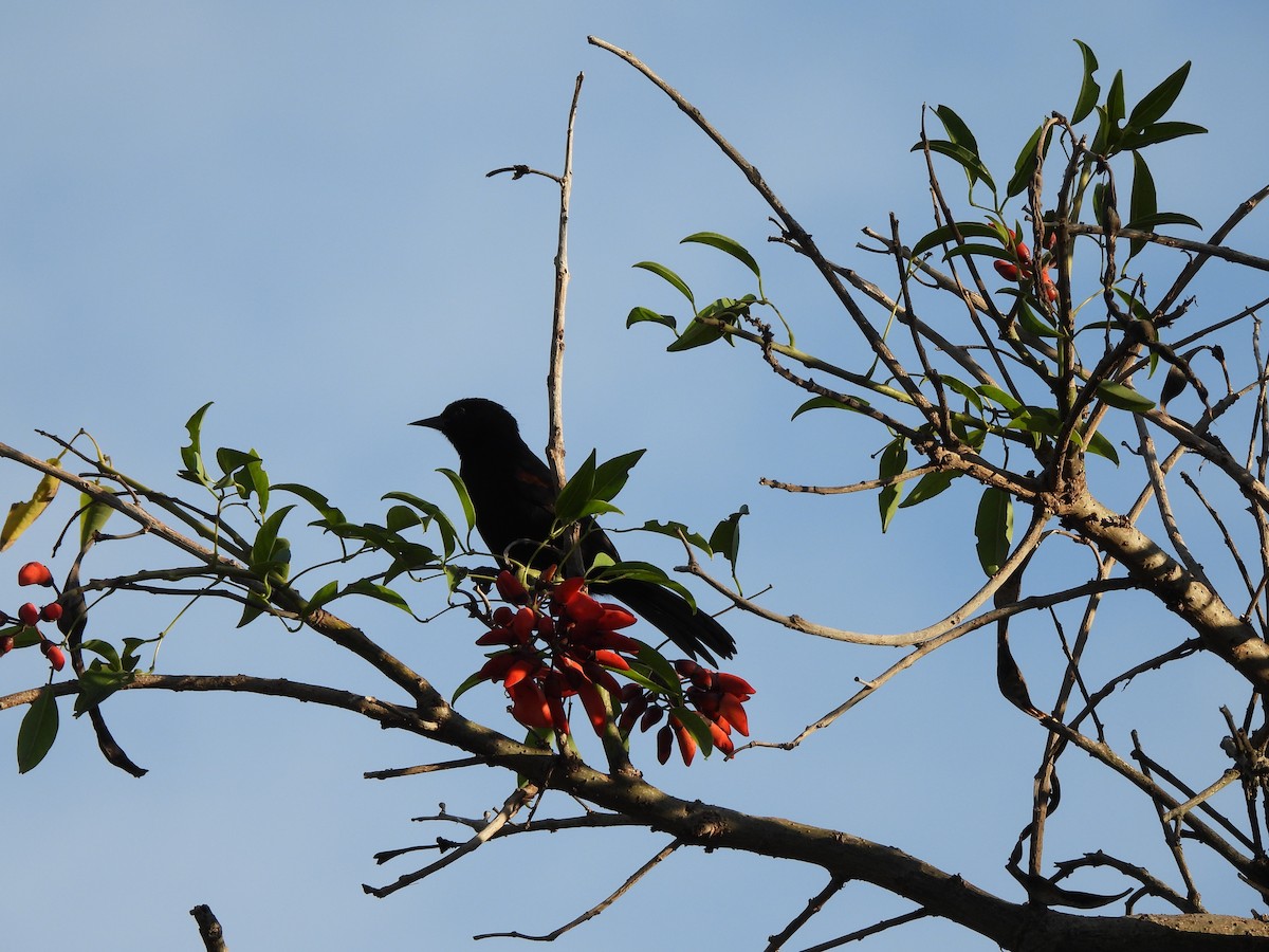Variable Oriole - ML657031611