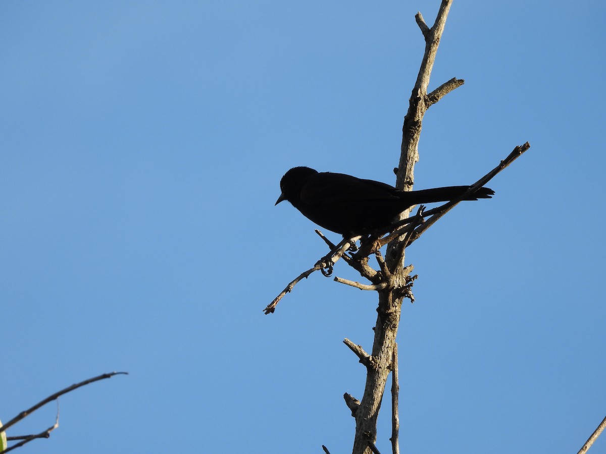 Variable Oriole - ML657031612
