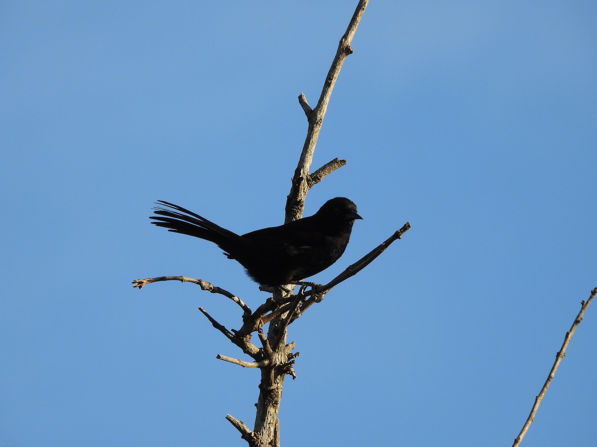 Variable Oriole - ML657031613