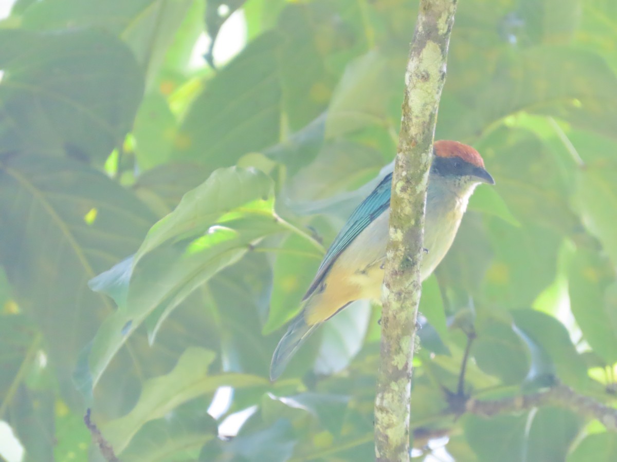 Scrub Tanager - ML657031633