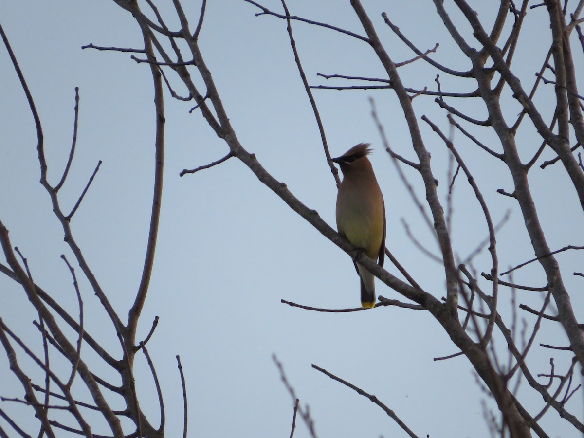 Cedar Waxwing - ML657032226