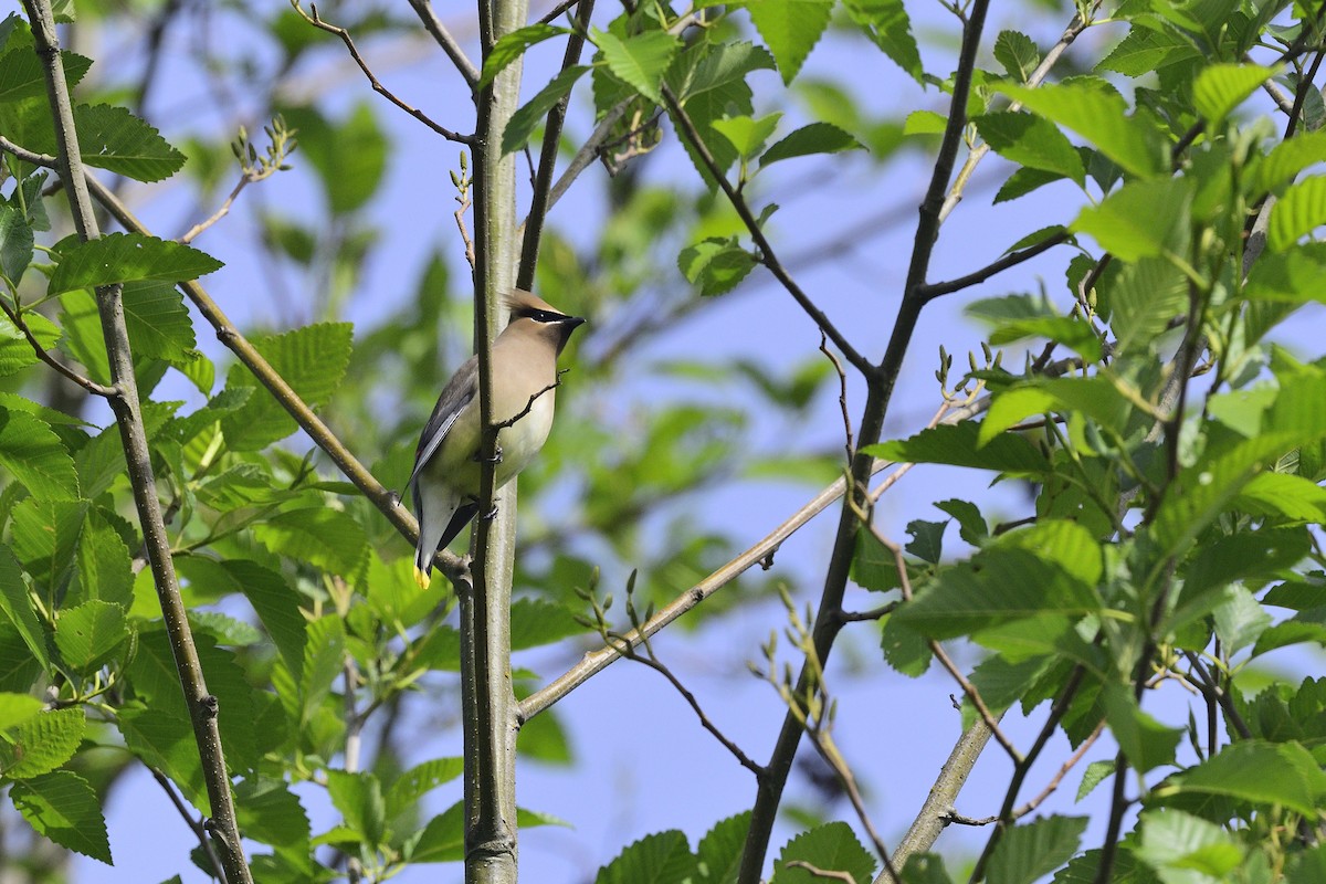 Cedar Waxwing - ML657032834