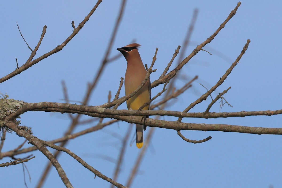 Cedar Waxwing - ML657033258