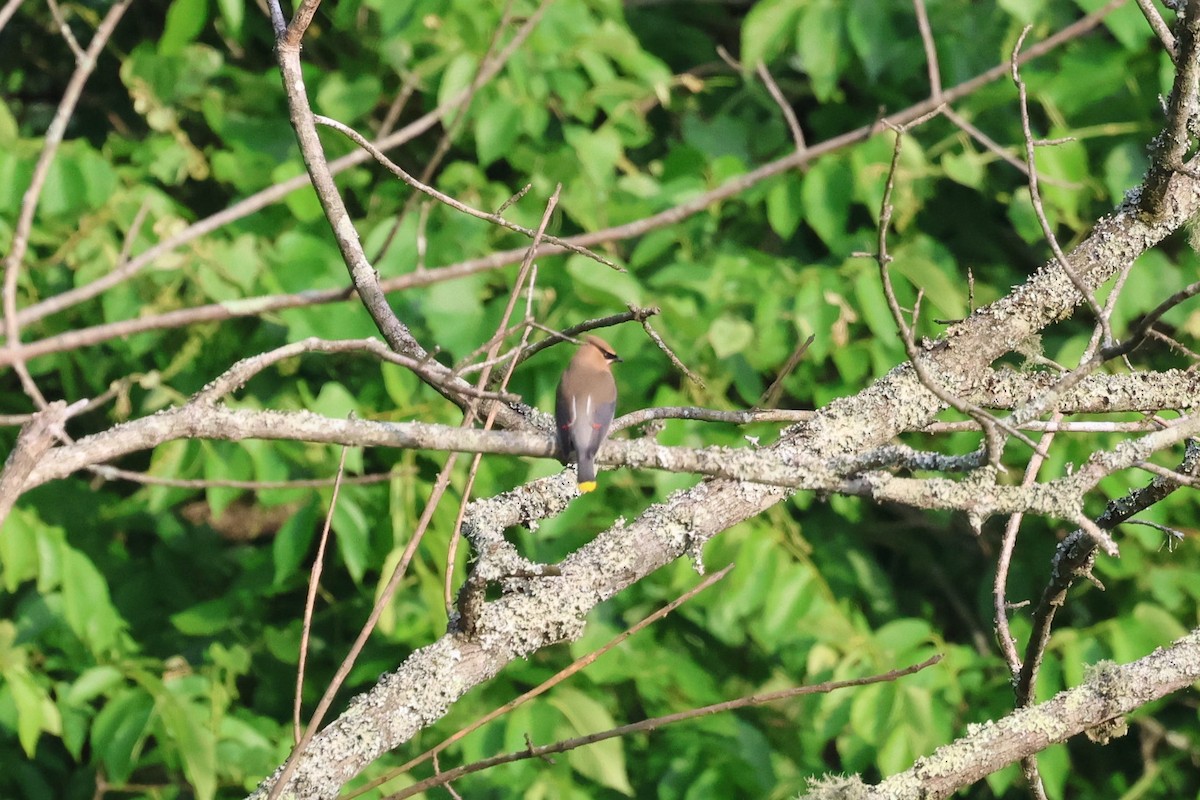 Cedar Waxwing - ML657033259