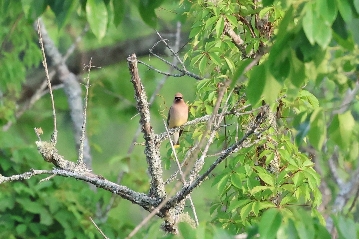 Cedar Waxwing - ML657033260