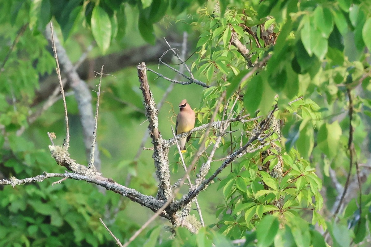 Cedar Waxwing - ML657033261