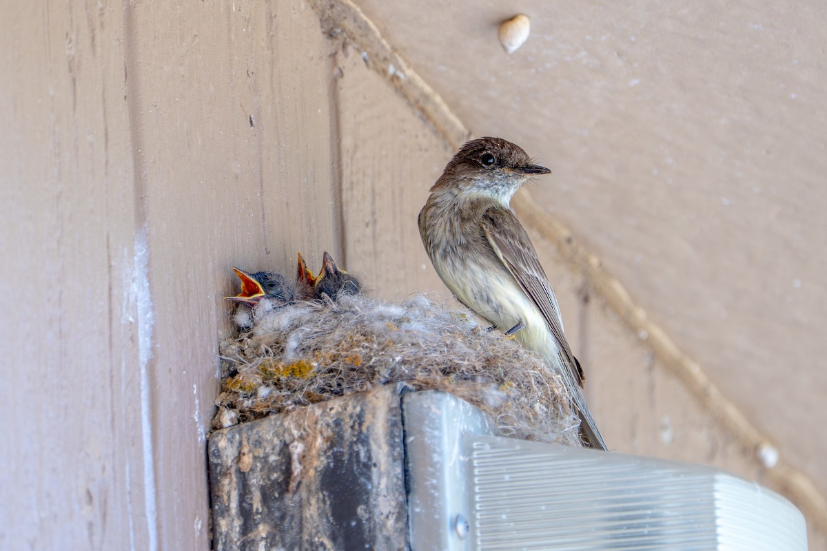 Eastern Phoebe - ML657033311