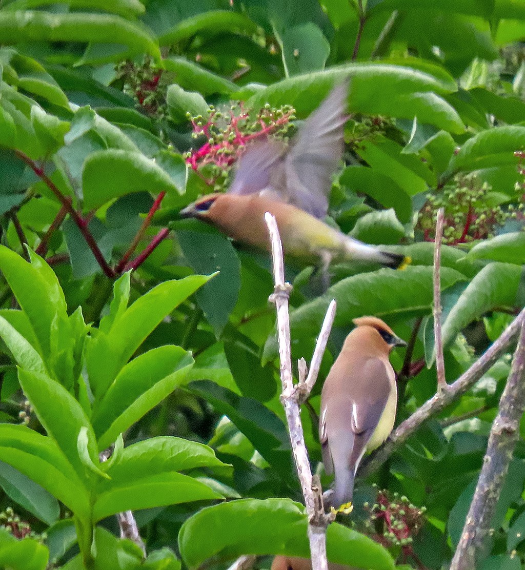 Cedar Waxwing - ML657033923