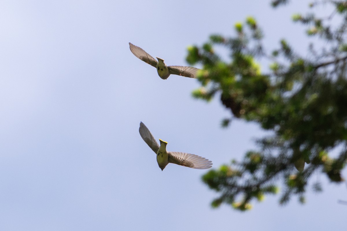 Cedar Waxwing - ML657034131